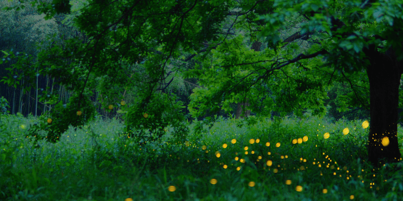 ホタルのいる森