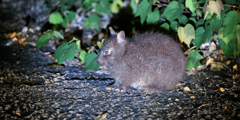 奄美のクロウサギ

